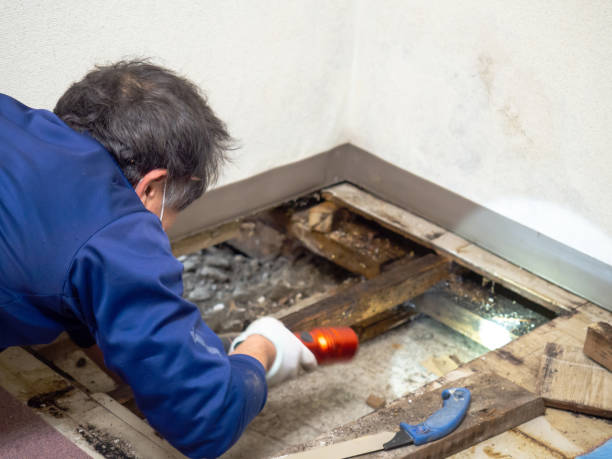 Best Residential Mold Remediation in Creston, OH