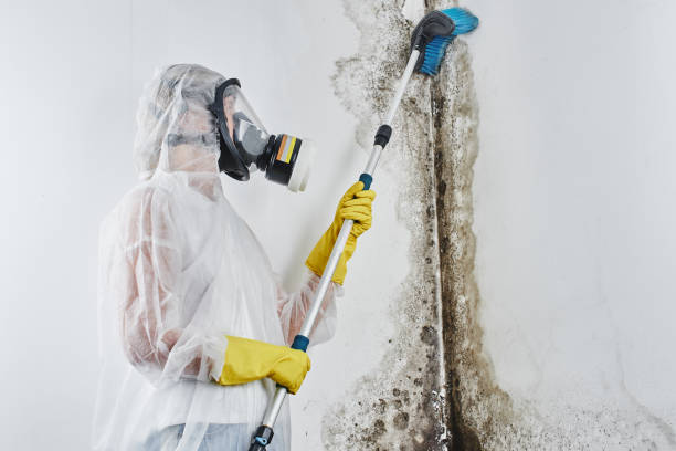 Best Post-Remediation Services in Creston, OH