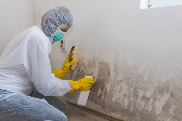 Professional Mold Remediation in Creston, OH