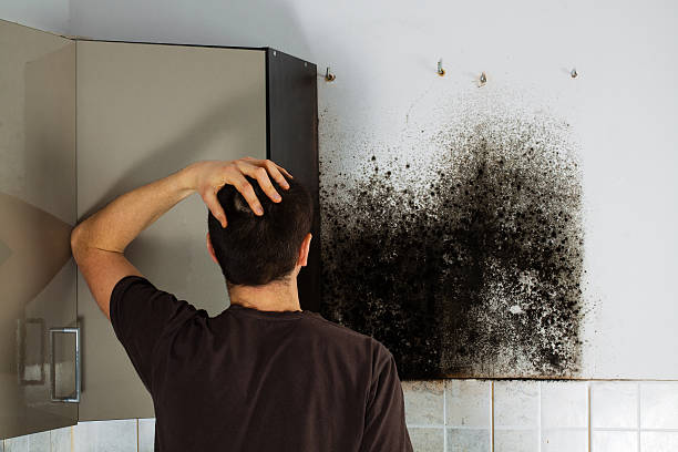 Best White Mold Remediation in Creston, OH